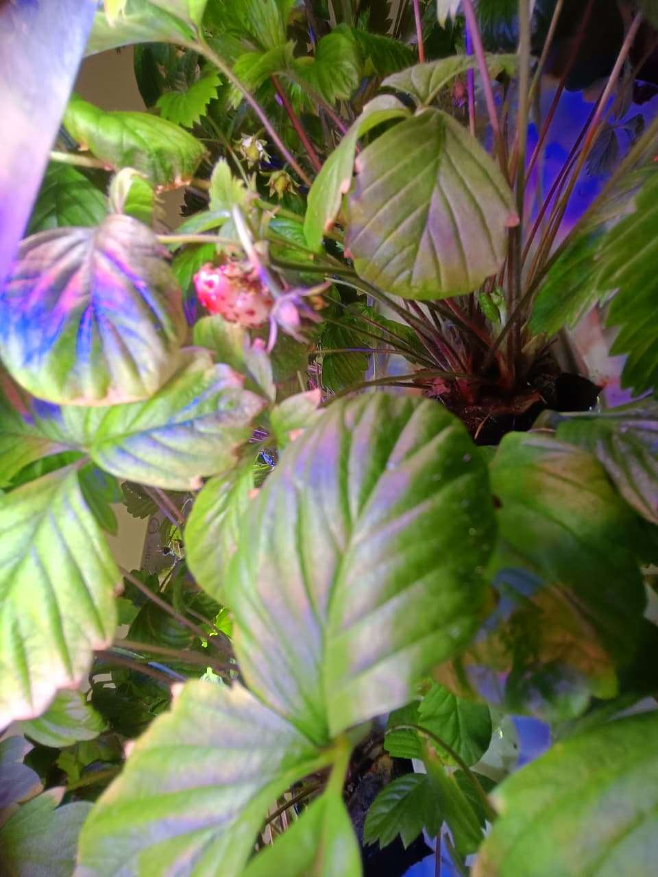 Aeroponic Climate Control