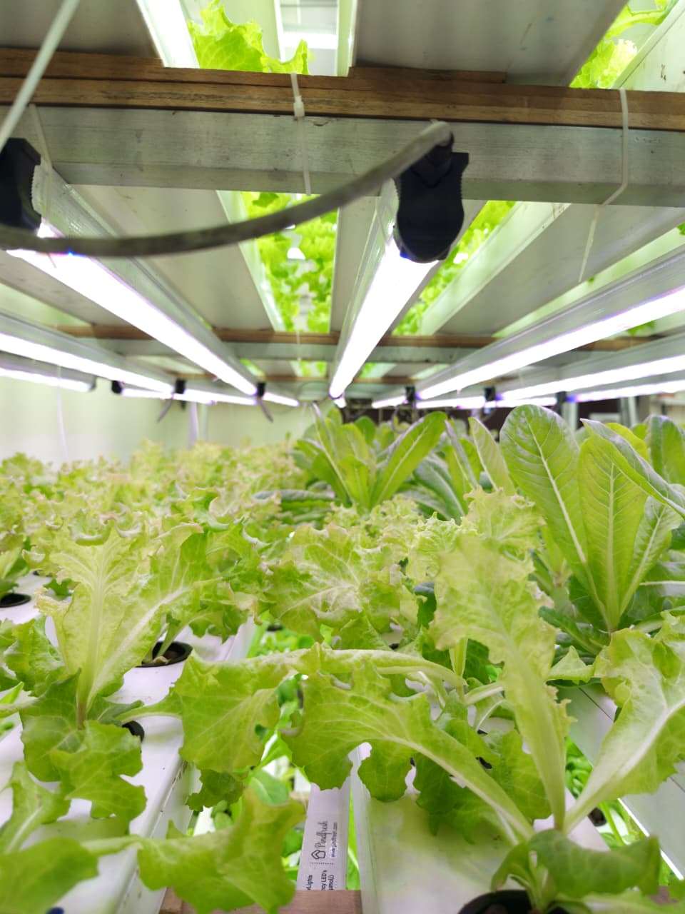 Hydroponic Lettuce — LED Lights