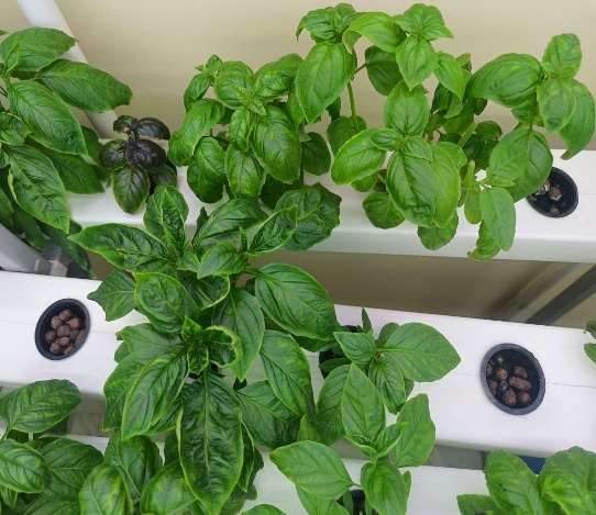 Hydroponic Lettuce — LED Lights