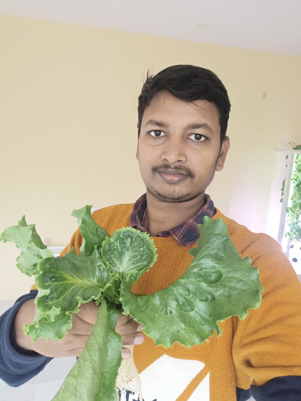 Hydroponic Lettuce — LED Lights