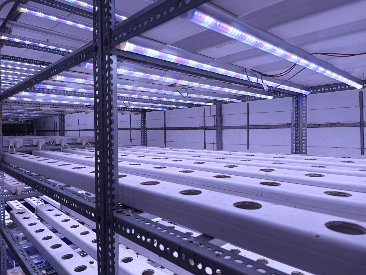 Hydroponic Lettuce — LED Lights