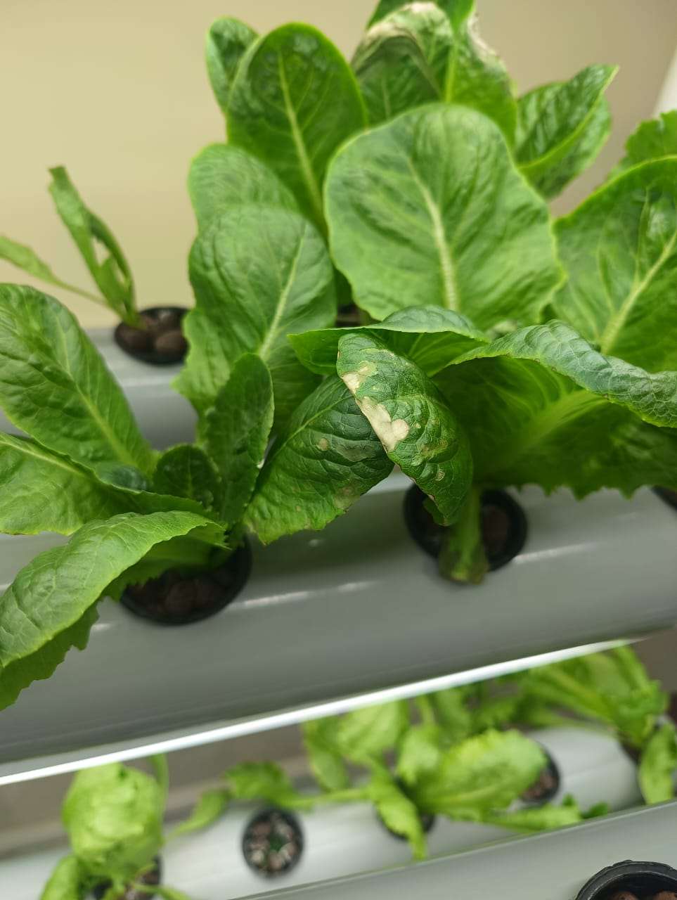 Hydroponic NFT System