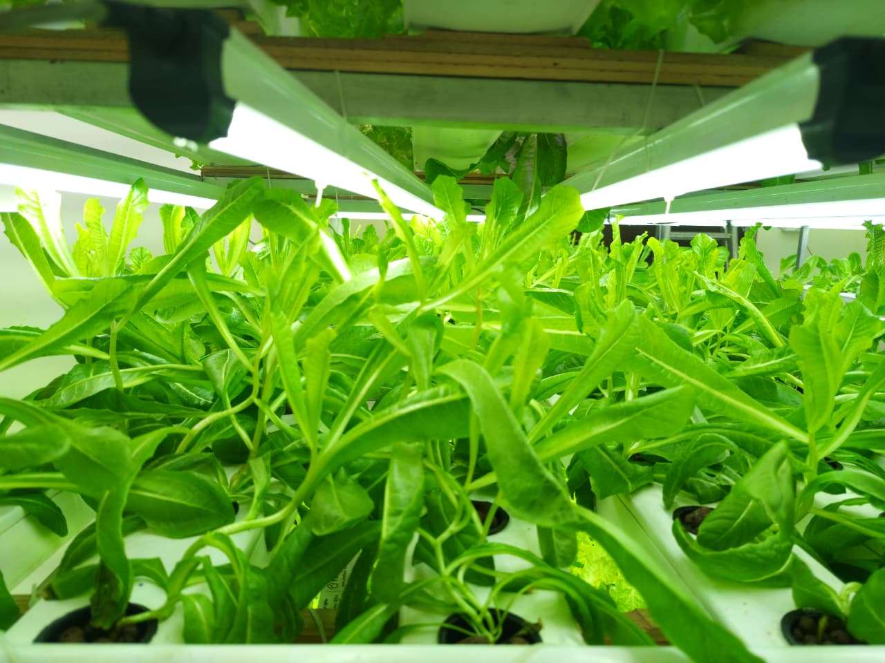 Hydroponic Farm — Grow Lights