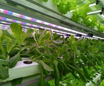 DWC System — Seedlings