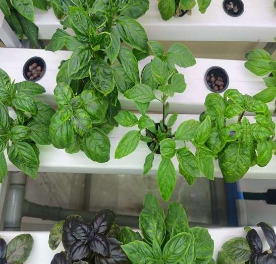 Hydroponic Lettuce — LED Lights