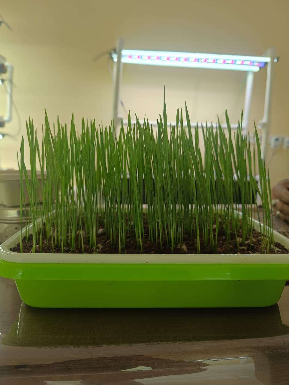 Wheatgrass Tray — Under LED