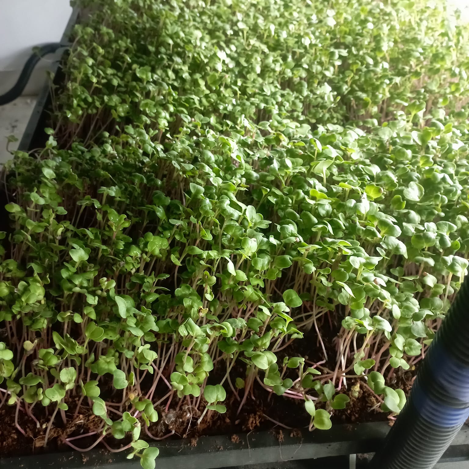 Microgreens Production Setup