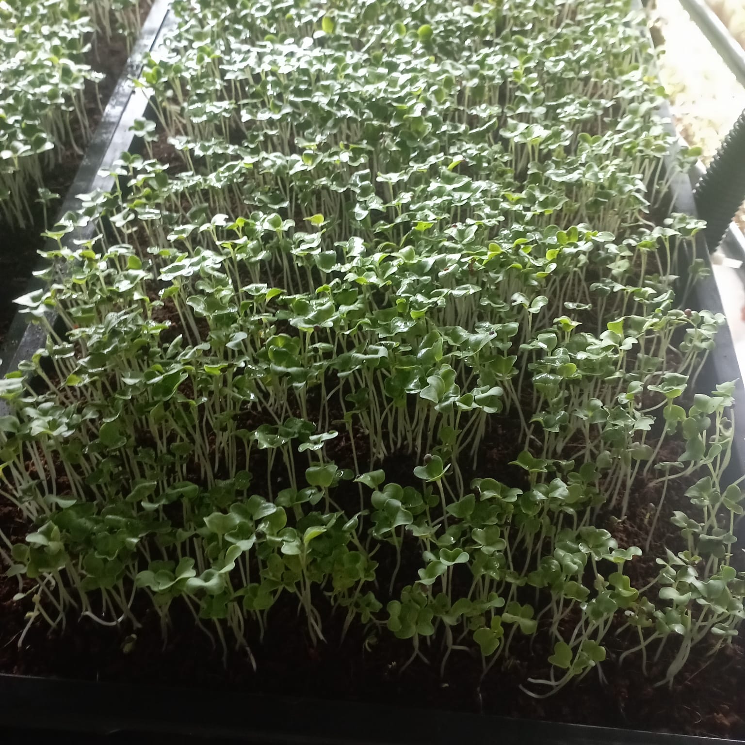 Microgreens Production Setup