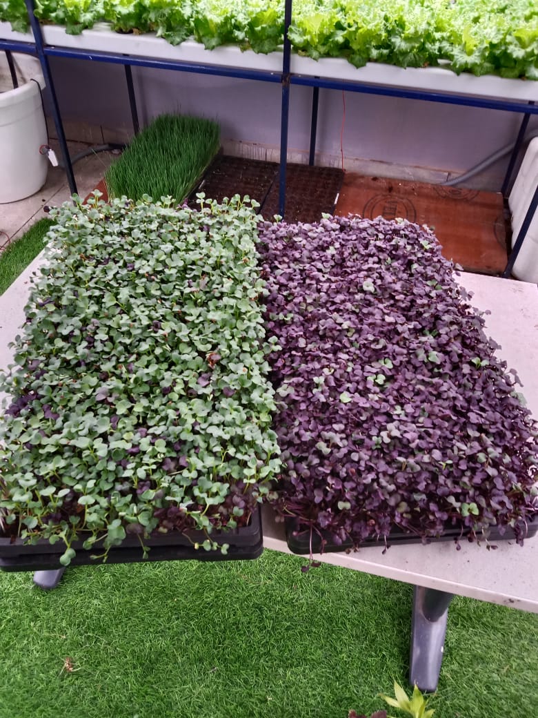 Microgreens Production Setup