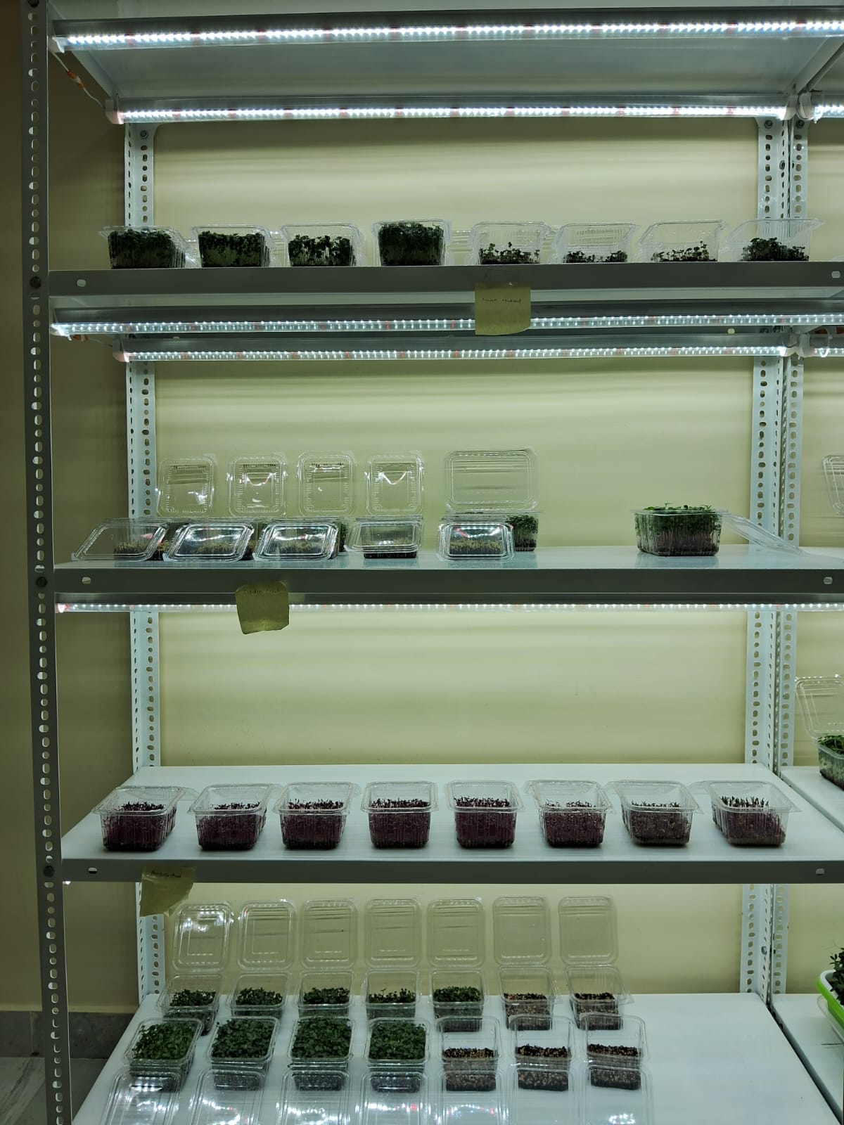 Microgreens Production Setup