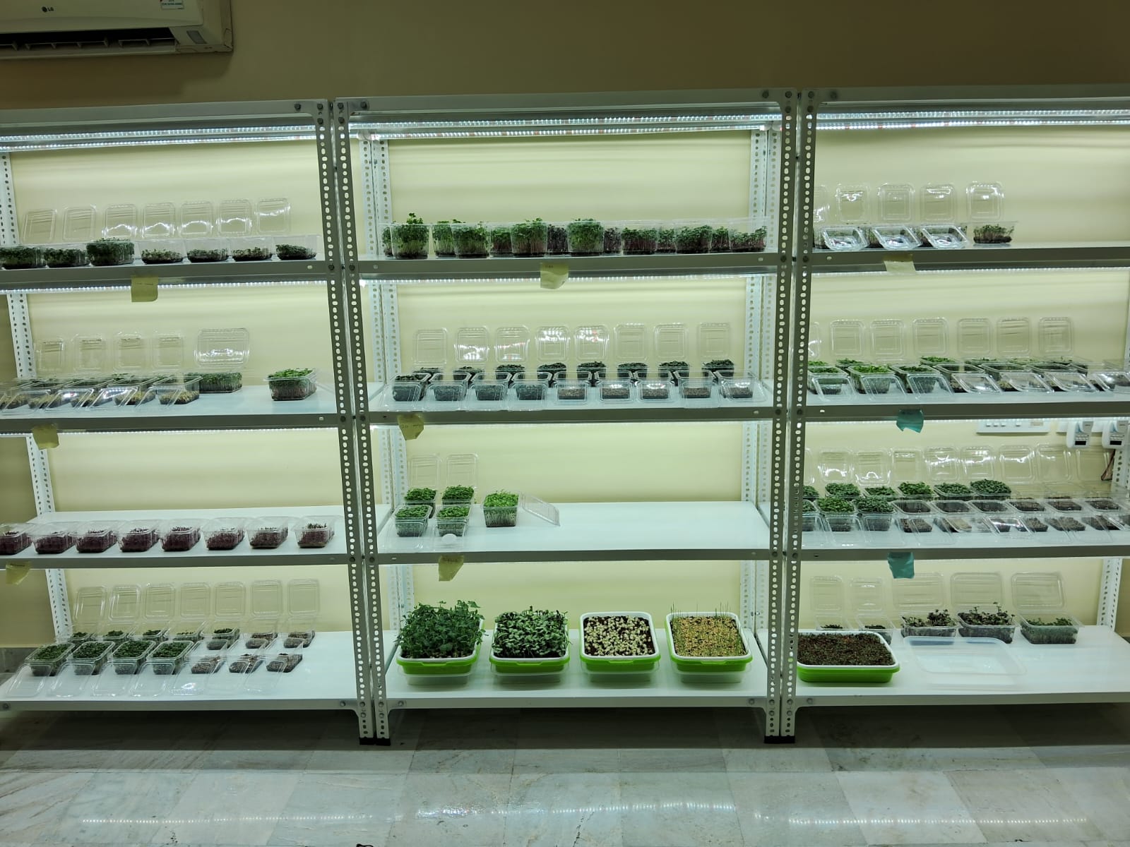 Microgreens Production Setup