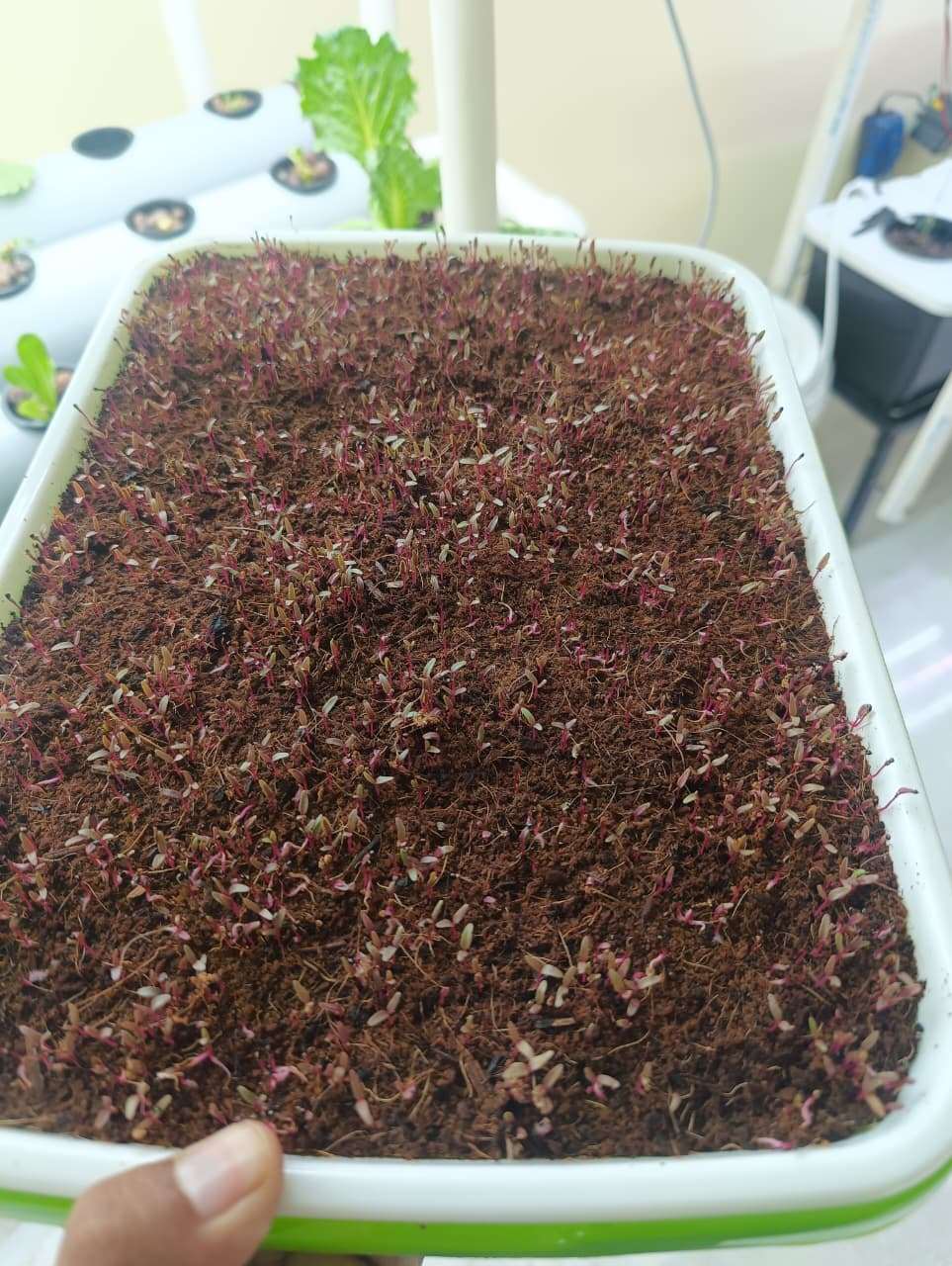 Dense Microgreens Growth