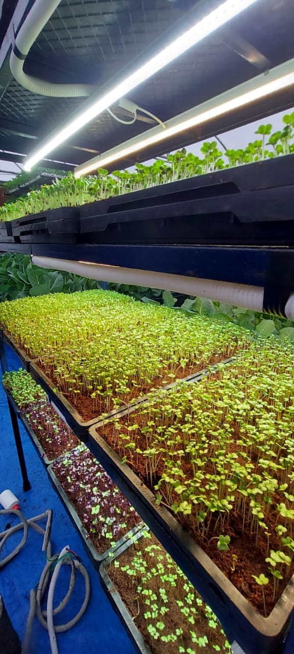 Microgreens Production Setup