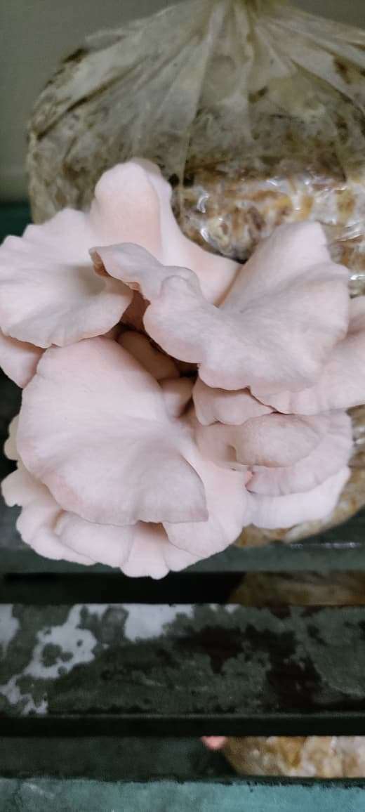 Pink Oyster Mushroom