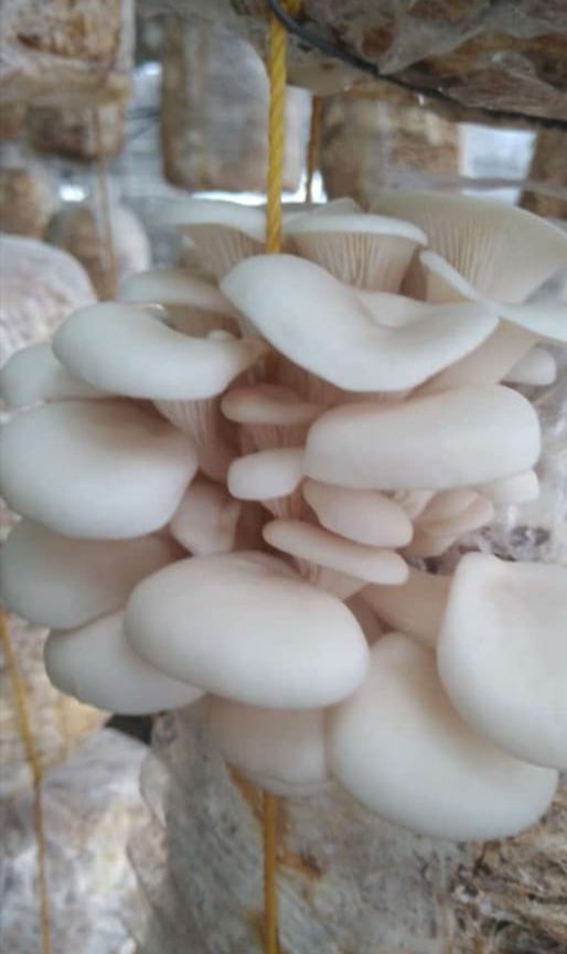 Mushroom Harvest