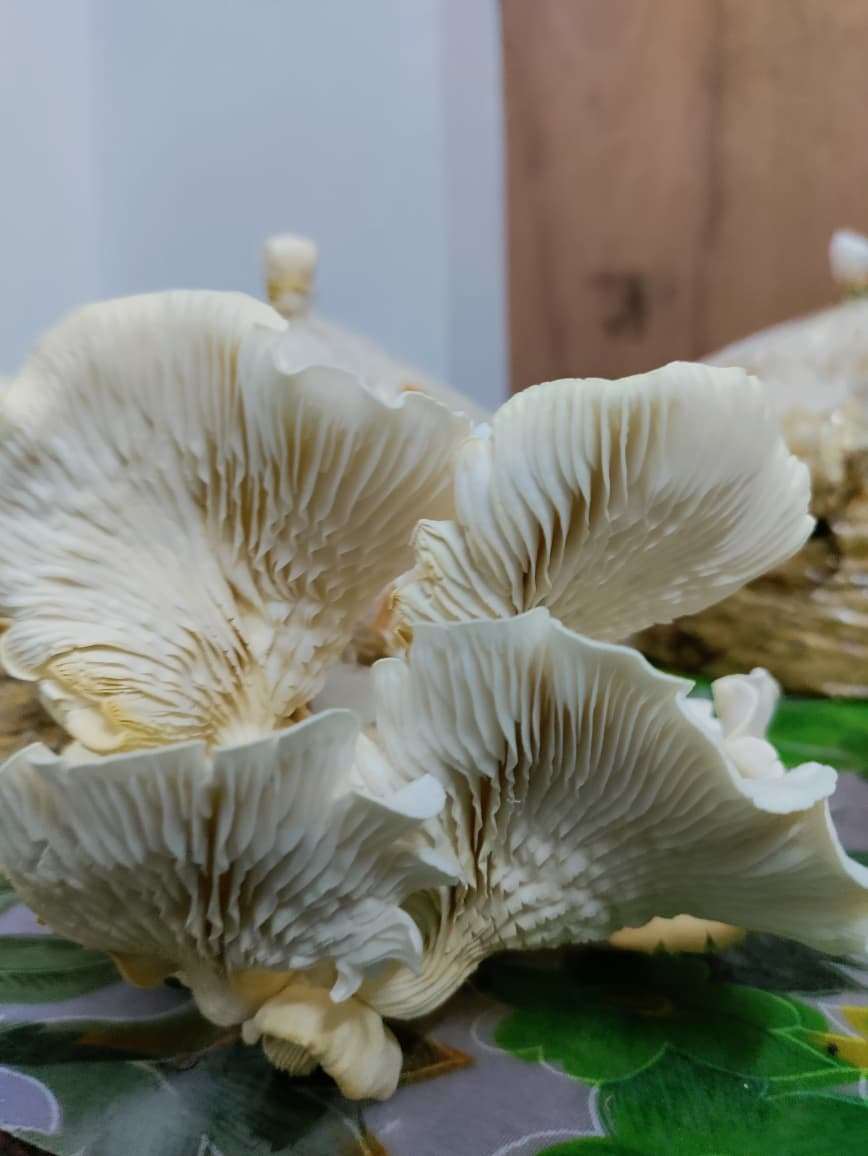 Mushroom Bag Cultivation