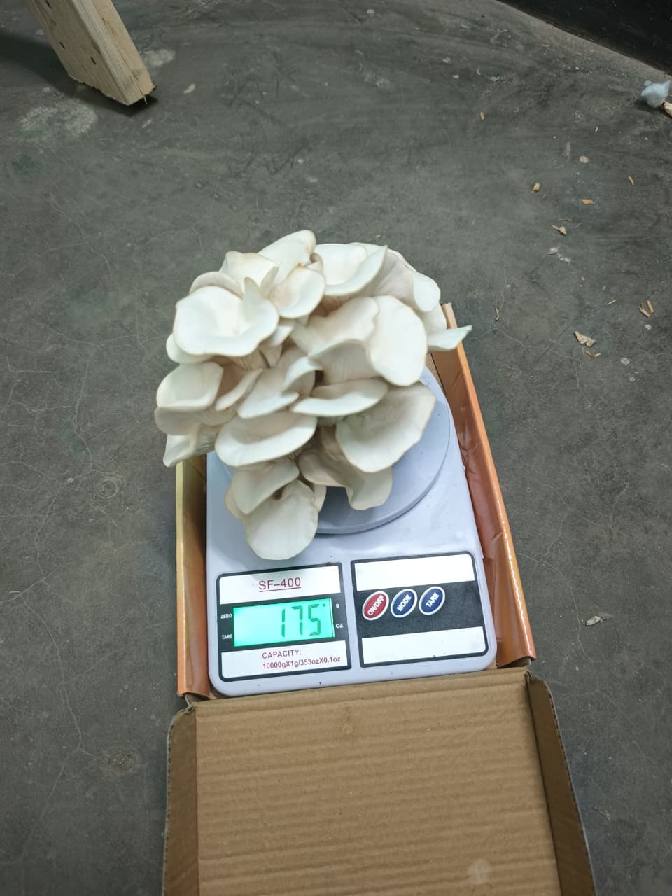 Mushroom Harvest