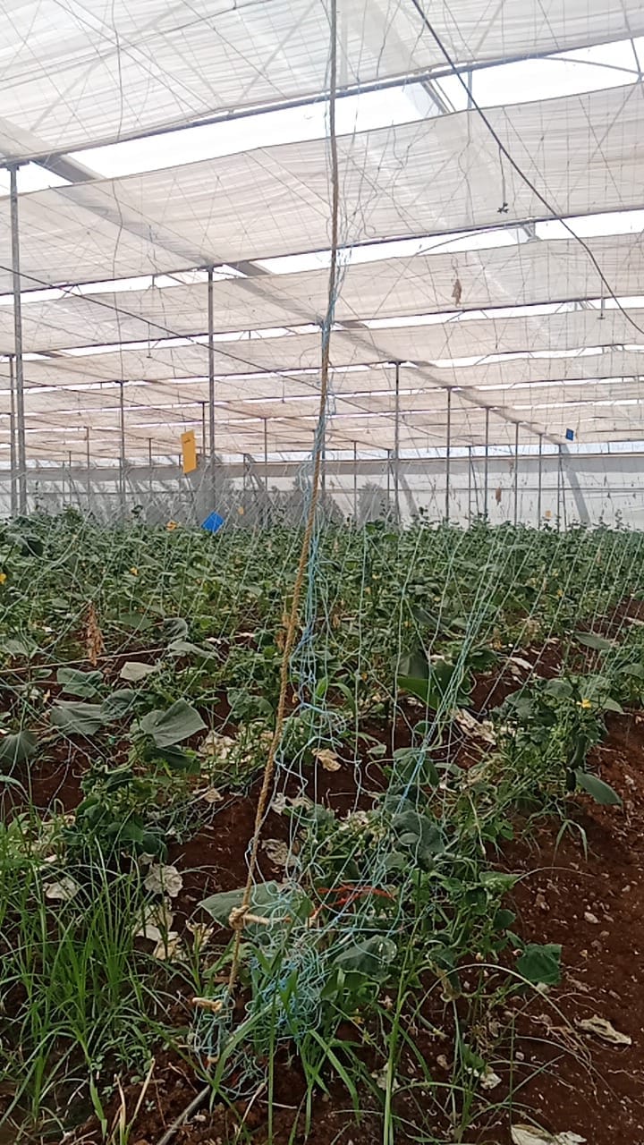 Large-Scale Polyhouse Project