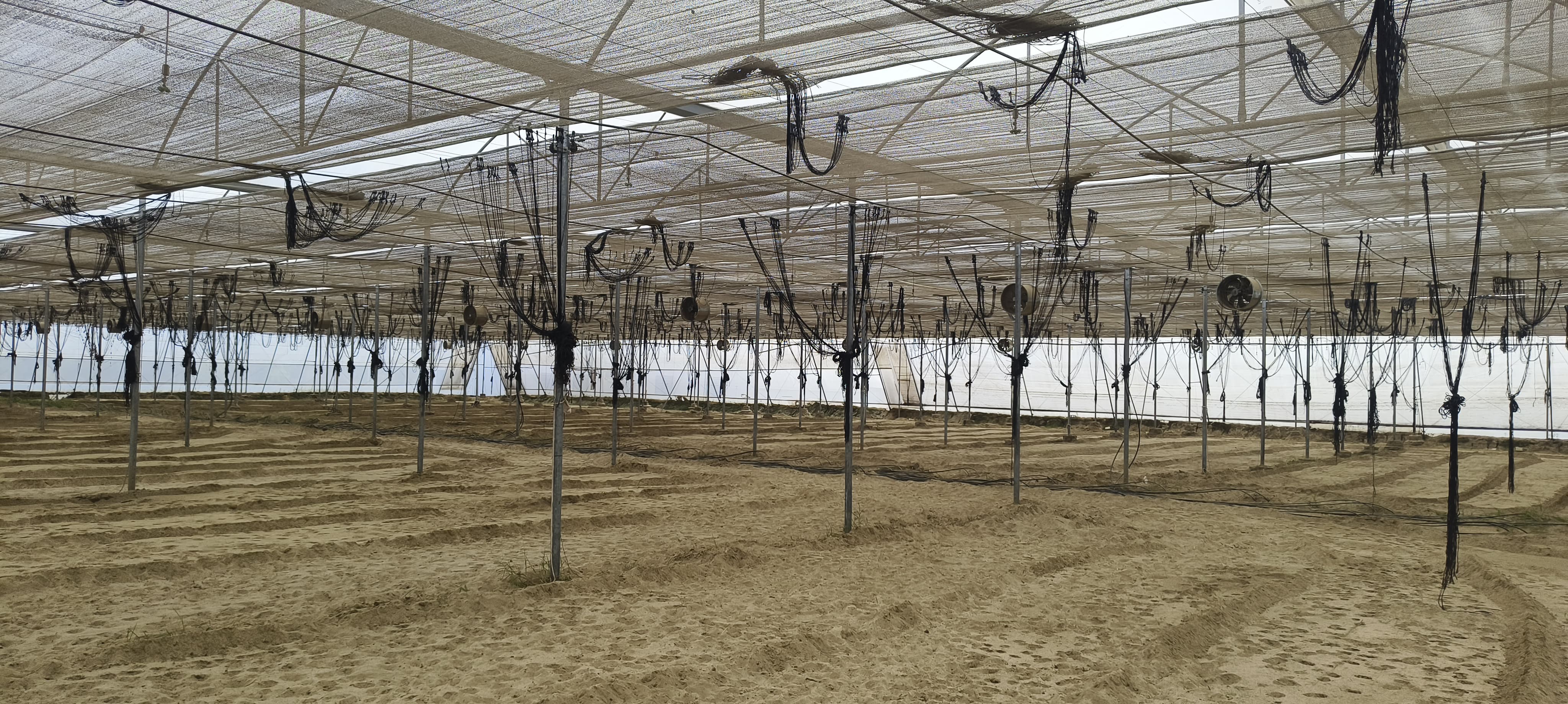 Large-Scale Polyhouse Project