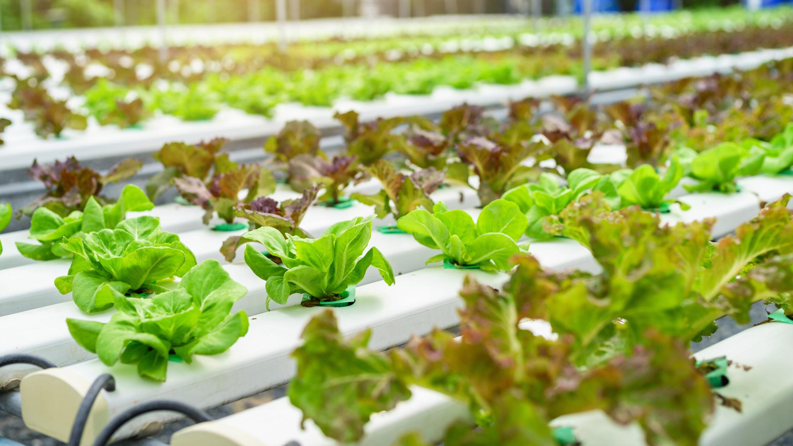 Hydroponics