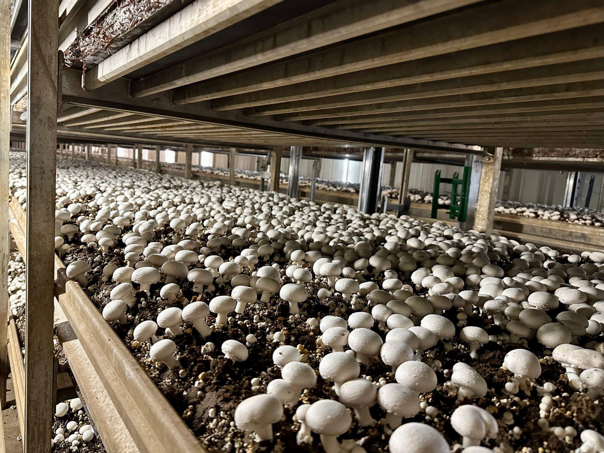 Mushroom Cultivation
